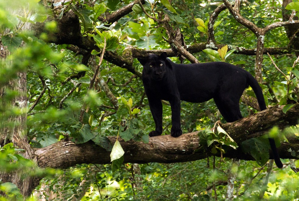 Pantera negra – Leopardo – Panthera Pardus — Foto: Davidvraju/ Wikimedia Commons/ CreativeCommons
