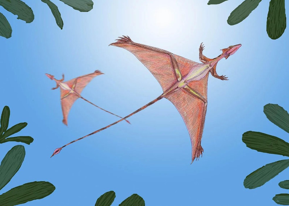 Reconstrução gráfica do Sharovipteryx mirabilis — Foto: ( Dmitry Bogdanov/ Wikimedia Commons/ CreativeCommons)