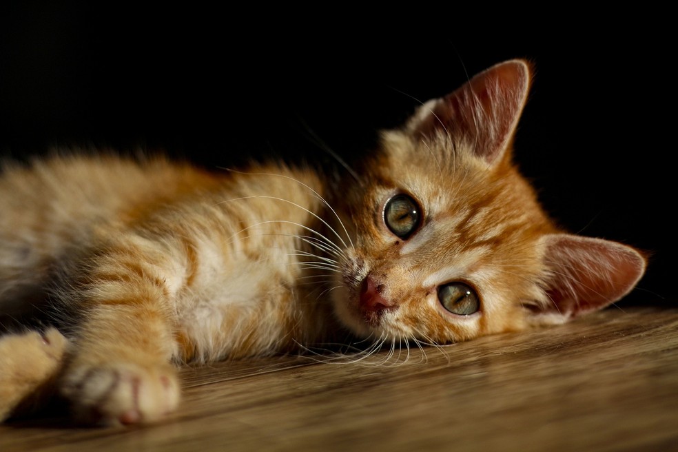Ao observar sangue na urina de um gato, o tutor deve procurar um médico-veterinário o quanto antes  — Foto: Pixabay/ Ari_Bady/ CreativeCommons