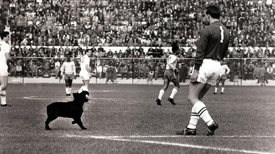 Na Copa de 1962, um cachorro interrompeu a partida entre Brasil e Inglaterra e demorou a ser capturado