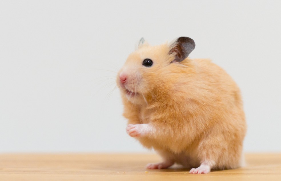 Hamster pode, sim, comer uva, desde que seja sem casca e caroço — Foto: Canva/ Creative Commons