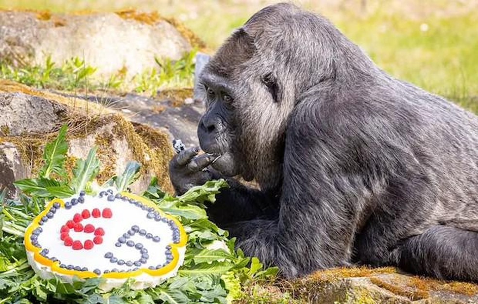 O gorila de 65 anos já ultrapassou a expectativa de vida para a espécie, que é de 50 anos — Foto: ( GWR/ Reprodução)