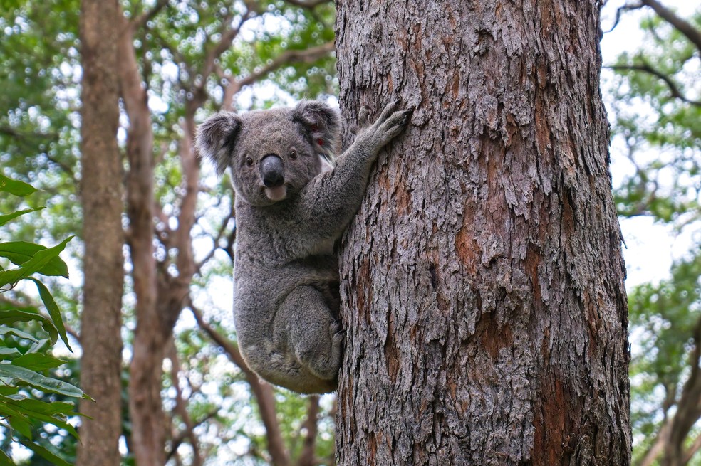 Os coalas têm garras longas e afiadas para conseguir se pendurar nas árvores — Foto: Unsplash/ Steve Franklin/ Creative Commons