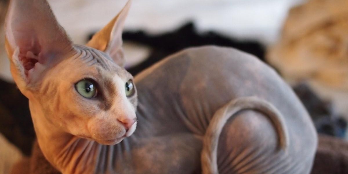 Gatos sem pelos: conheça 6 raças de felinos “pelados”