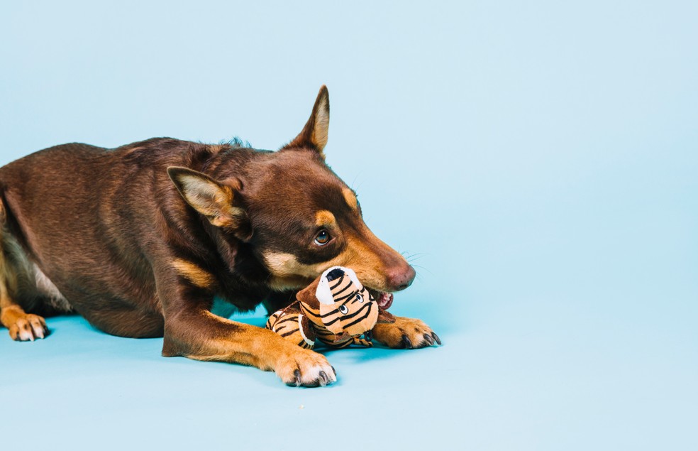 Fique atento caso seu animal aja de maneira possessiva com o brinquedo — Foto: Canva/ Creative Commoms 