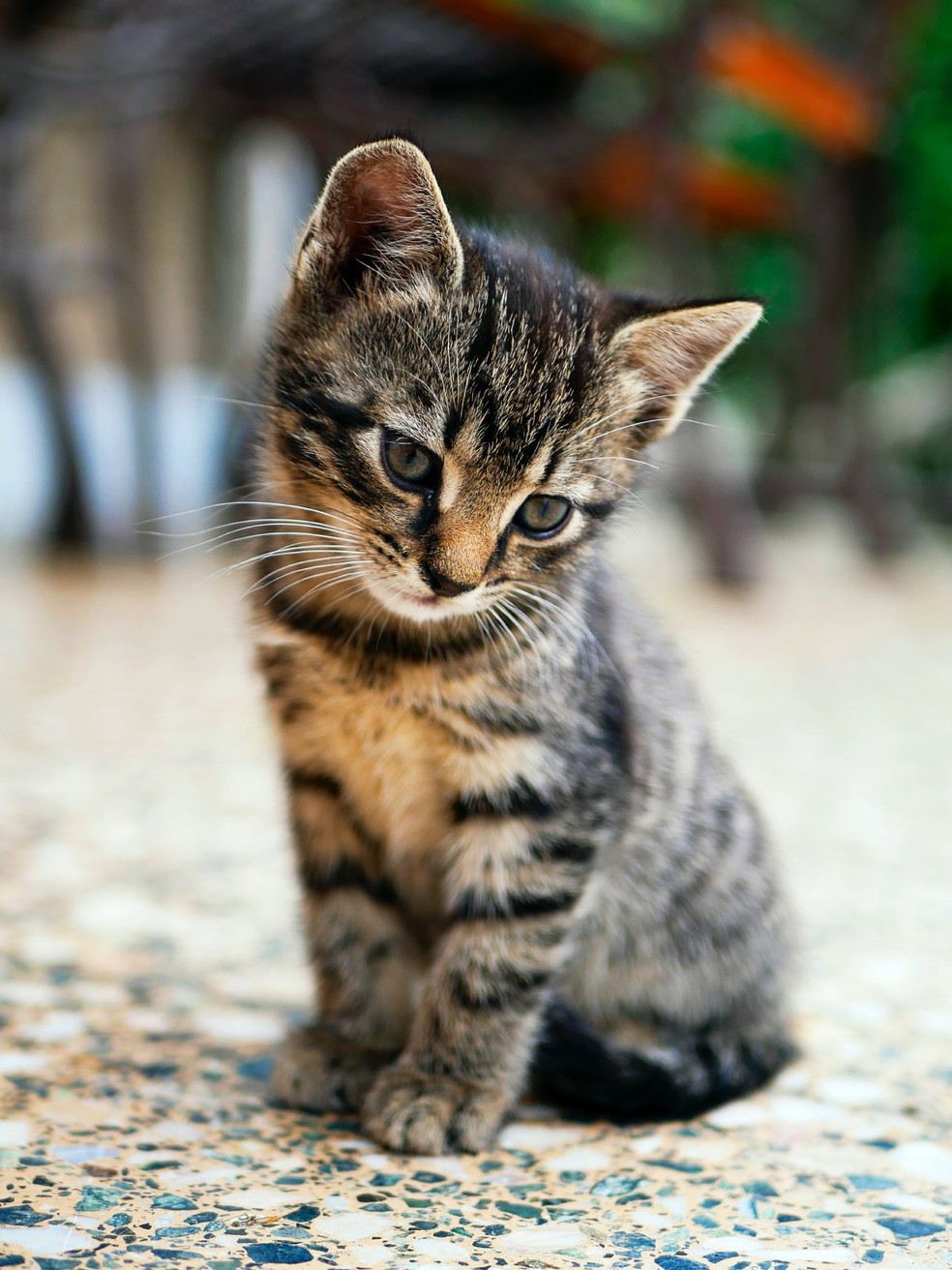 Com o tratamento adequado, os gatos podem entrar em remissão e se curar temporariamente ou até definitivamente — Foto: Unsplash/ Edgar/ CreativeCommons