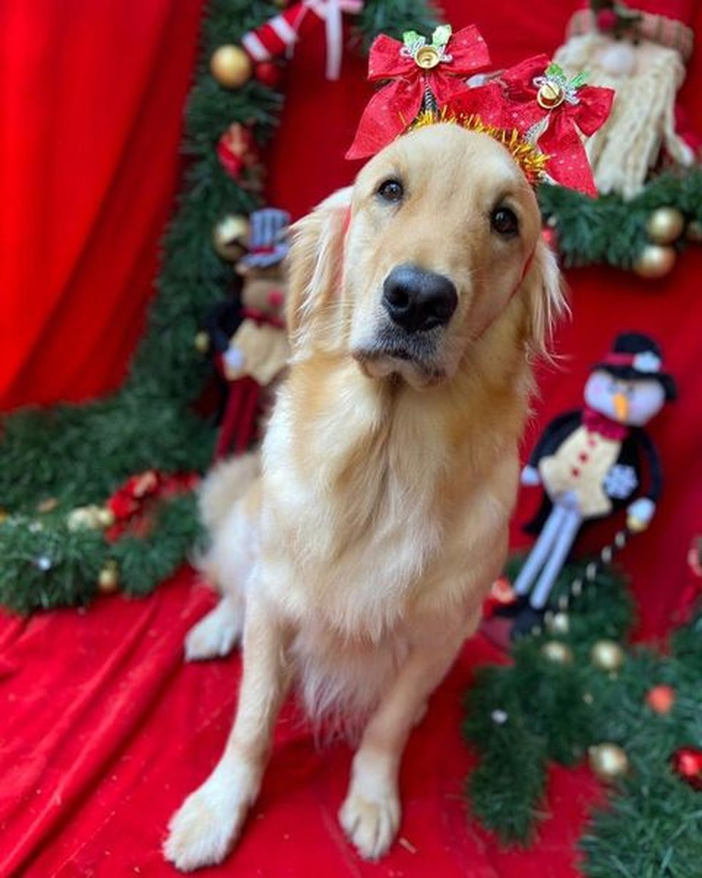 A cadela dos jornalistas Mari Palma e Phelipe Siani desejou um feliz Natal via Instagram de seus tutores — Foto: Instagram/ @maripalma e @phelipe.siani/ Reprodução