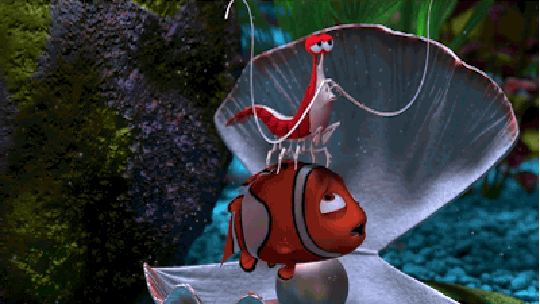 Procurando Nemo: camarões são obcecados por limpeza? Colunista responde!