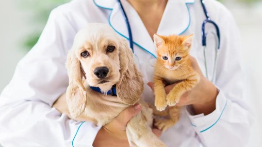 Disqueratinizações em cães e gatos: como identificar e tratar o quadro