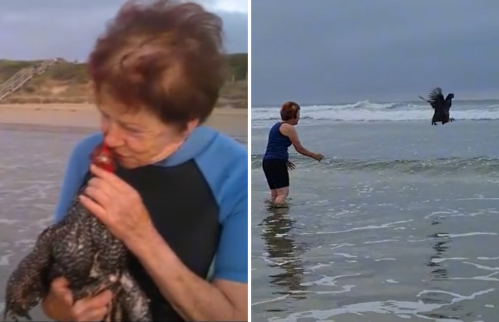 A tutora costuma levar suas galinhas para a praia australiana Ocean Grove  — Foto: Tiktok/ chookwhisperer/ Reprodução