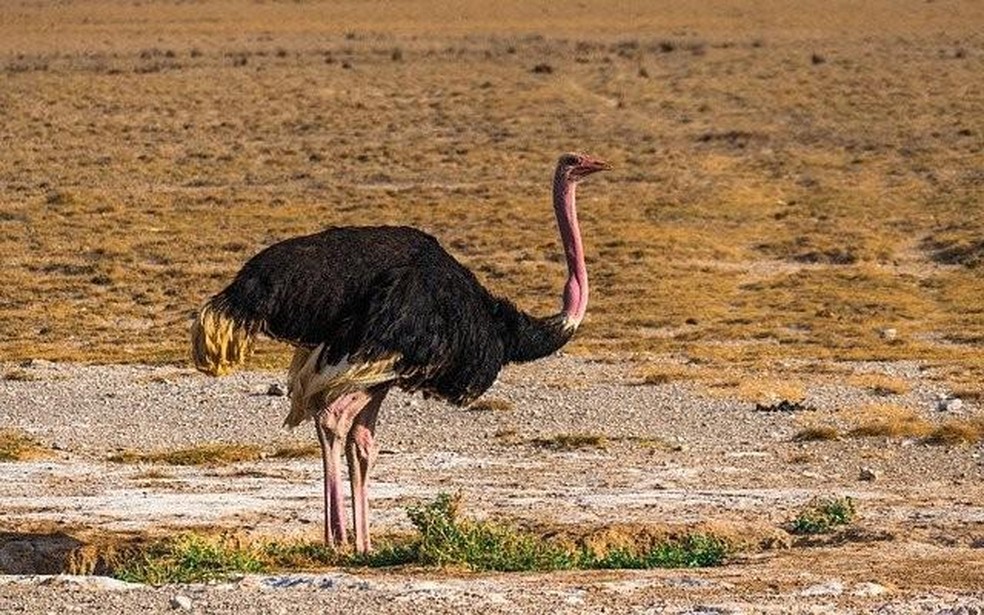 A expressão 'estômago de avestruz' diz respeito a alguém que come muito e de tudo  — Foto:  Ascyrafft Adnan / Pixabay / CreativeCommons