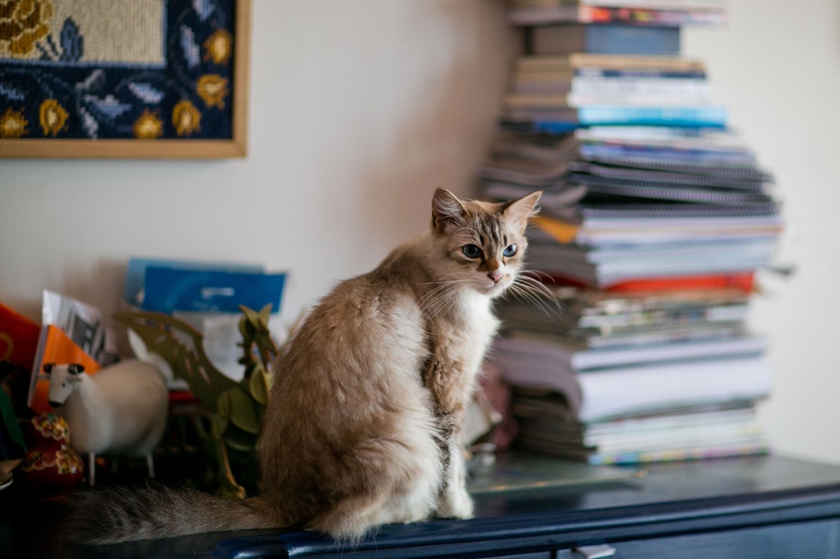 Mapa Astral Felino: Como os Signos Definem a Personalidade dos Gatos. –  Woolie