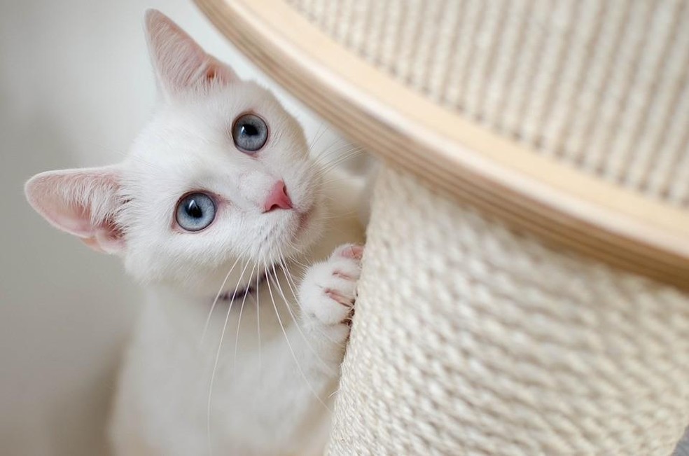 Prateleiras, cordas e tecidos para arranhar são itens que os gatos adoram para brincar — Foto: ( Pixabay/ Daga_Roszkowska/ CreativeCommons)