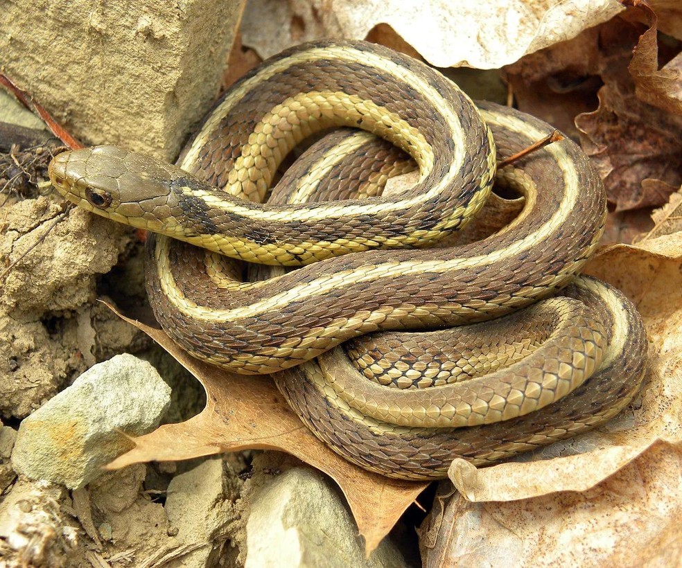 Cobra-liga – Thamnophis sirtalis  — Foto: ( Wilson44691/ Wikimedia Commons/ CreativeCommons)