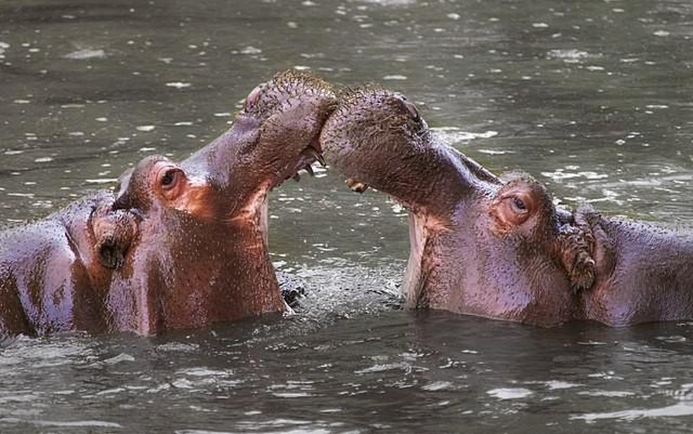 O narcotraficante gastou o equivalente a US$ 5 milhões (cerca de R$ 26 milhões) na compra de quatro hipopótamos, além de elefantes, zebras, girafas, cangurus e outras espécies — Foto: William Warby / Wikimedia Commons / Creative Commons