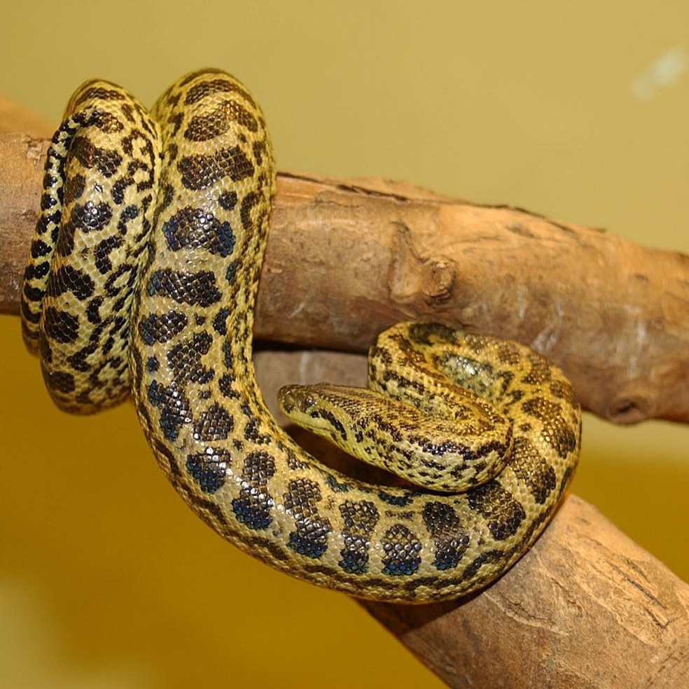 A sucuri é a famosa anaconda, que mata as suas presas por constrição — Foto: ( Patrick Jean/ Wikimedia Commons)