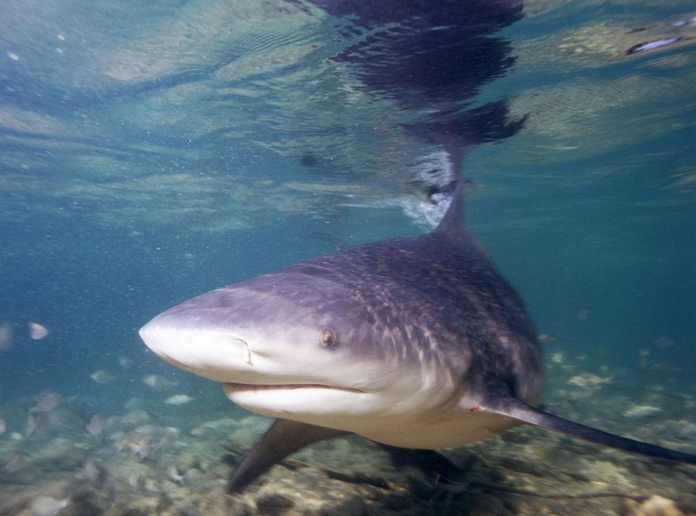 Para espécies maiores, como o tubarão-cabeça-chata e a raia manta alfredi, o risco de extinção é maior — Foto: Wikipedia/ Albert Kok/ Wikimedia Commons