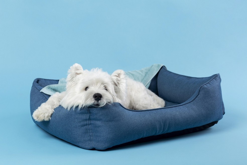 Valores de camas para cachorros podem variar de acordo com o porte do animal — Foto: Freepik / CreativeCommons