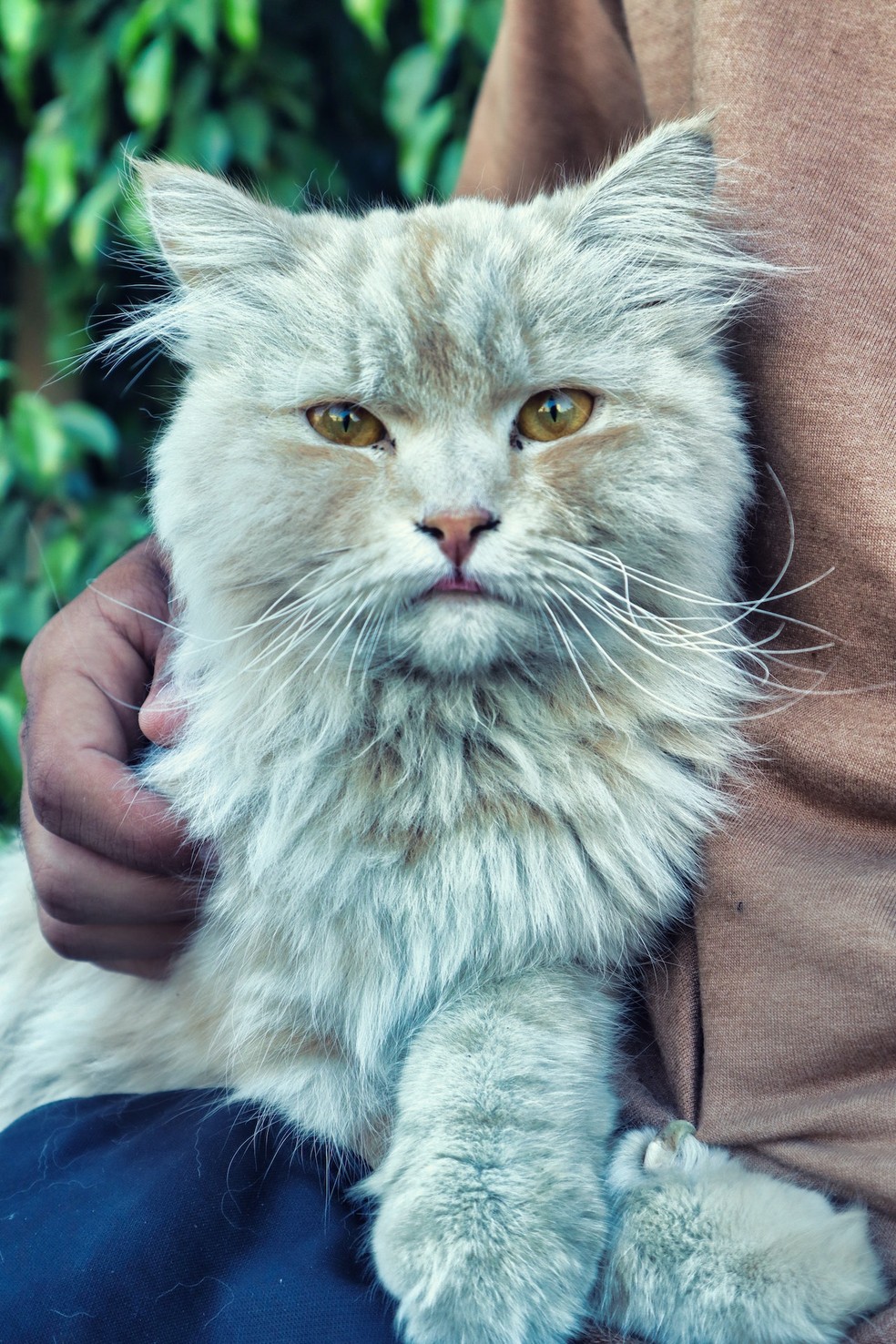 A domesticação dos gatos ensinou nova forma de convivência e demonstração de afeto — Foto: Pexels/ ahmed-aziz/ Creative Commons