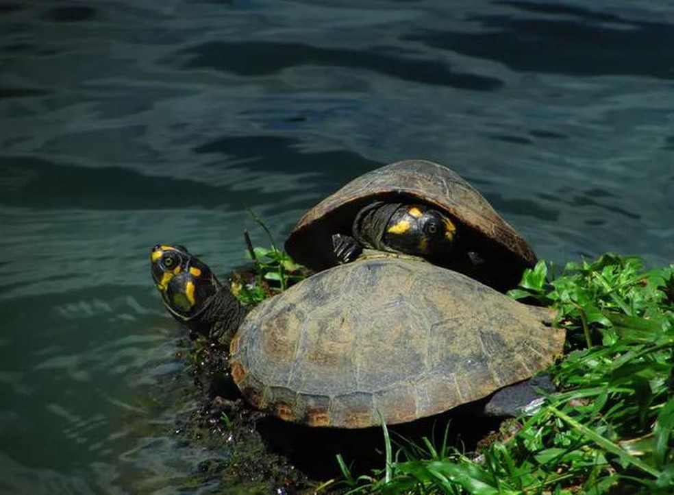 A saúde das tartarugas em tal reserva indica que a área tem cumprido seu papel de proteção ambiental — Foto: ( Unsplash/ Cláudia Vilaroua/ CreativeCommons)