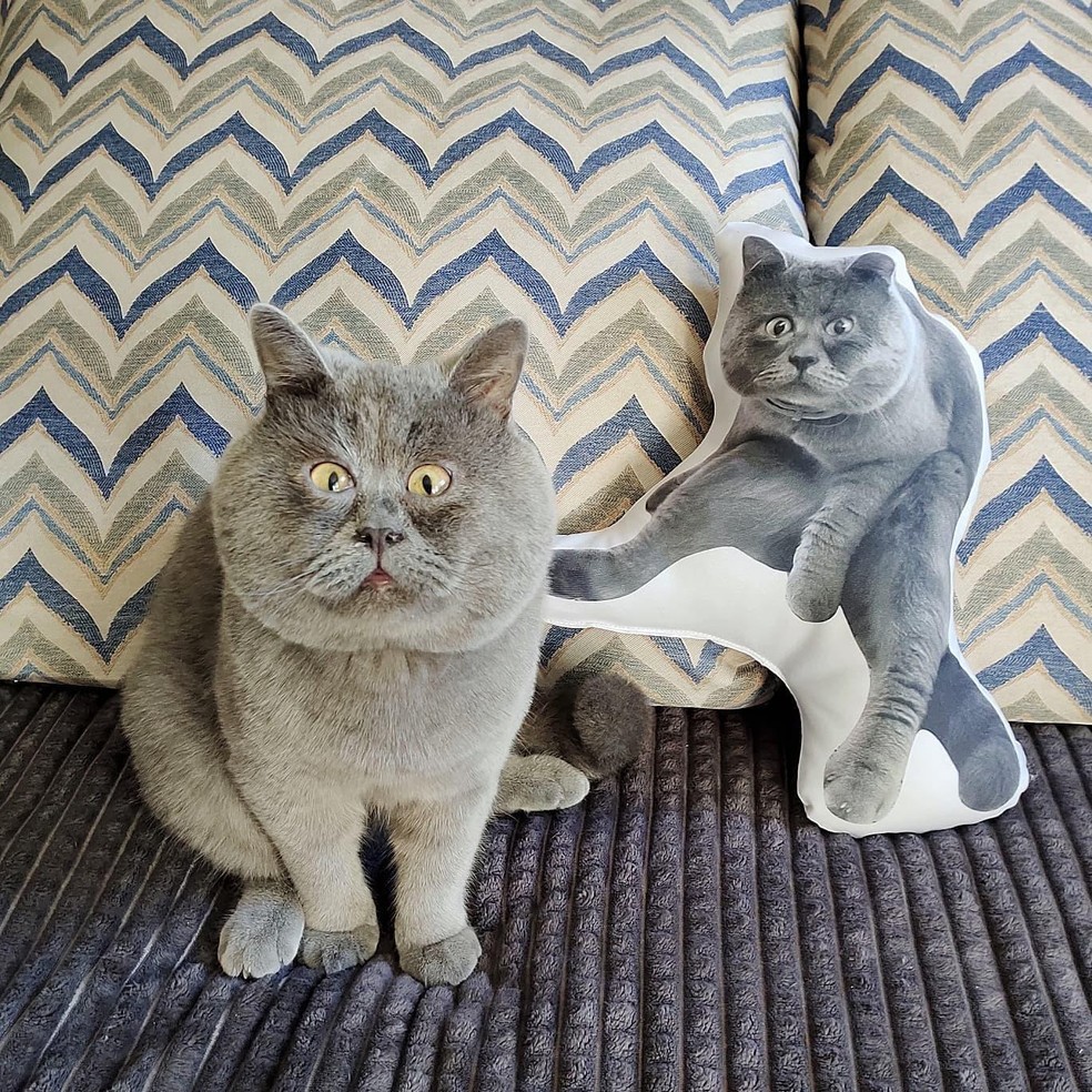 O gato Fedja ao lado de uma almofada feita com sua foto — Foto: ( Instagram/ @fedja_kot/ Reprodução)