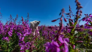 Among the Flowers por Martin Gregus – Martin espionou este filhote de urso polar brincando em um canteiro de ervas daninhas na costa da Baía de Hudson, no Canadá — Foto: Natural History Museum/ Martin Gregus/ Reprodução