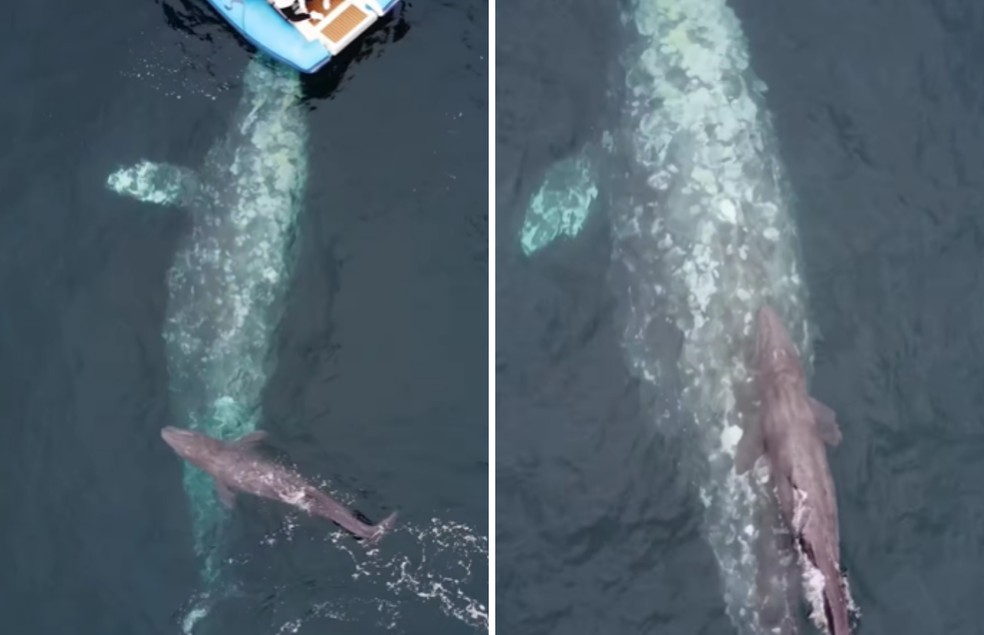 A gravação seria a primeira imagem capturada de uma baleia-cinzenta dando à luz durante migração — Foto: Instagram/ @captdaveswhalewatching/ Reprodução
