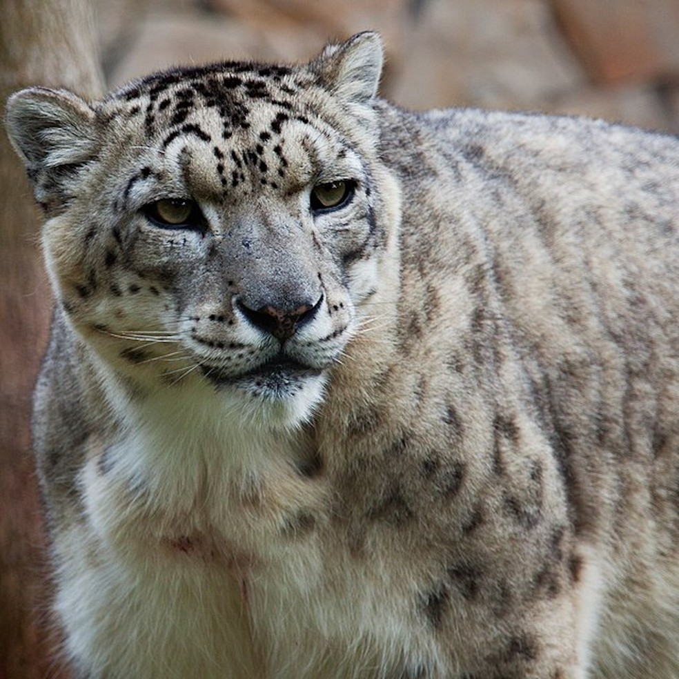 Leopardo-das-neves - Panthera Uncia — Foto: Alfonsopazphoto/ Wikimedia Commons/ Creative Commons