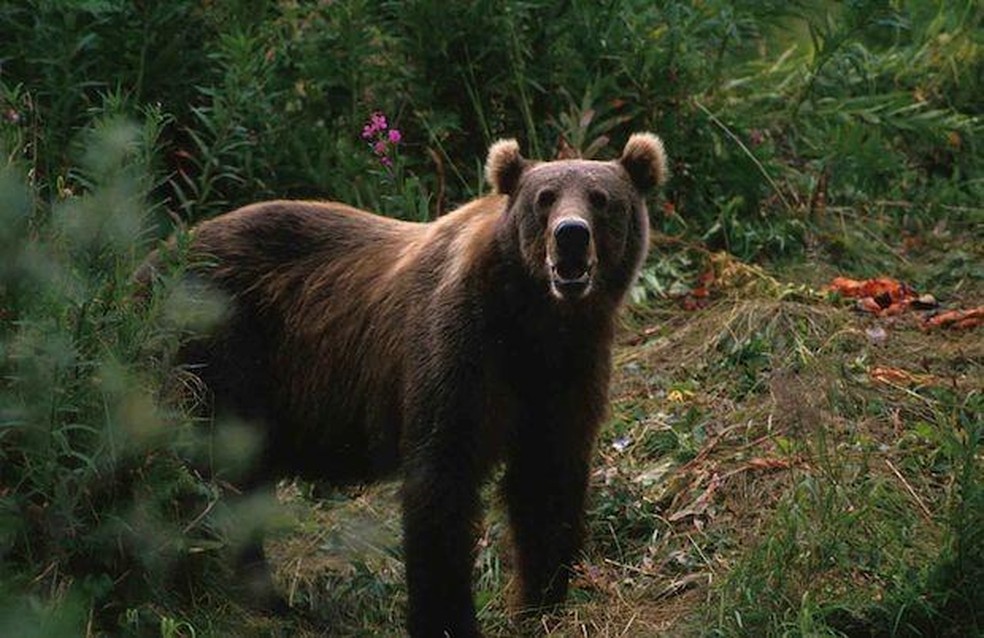 Os pardos são os maiores entre as espécies ursos — Foto: ( Domínio Público/ WikimediaCommons)