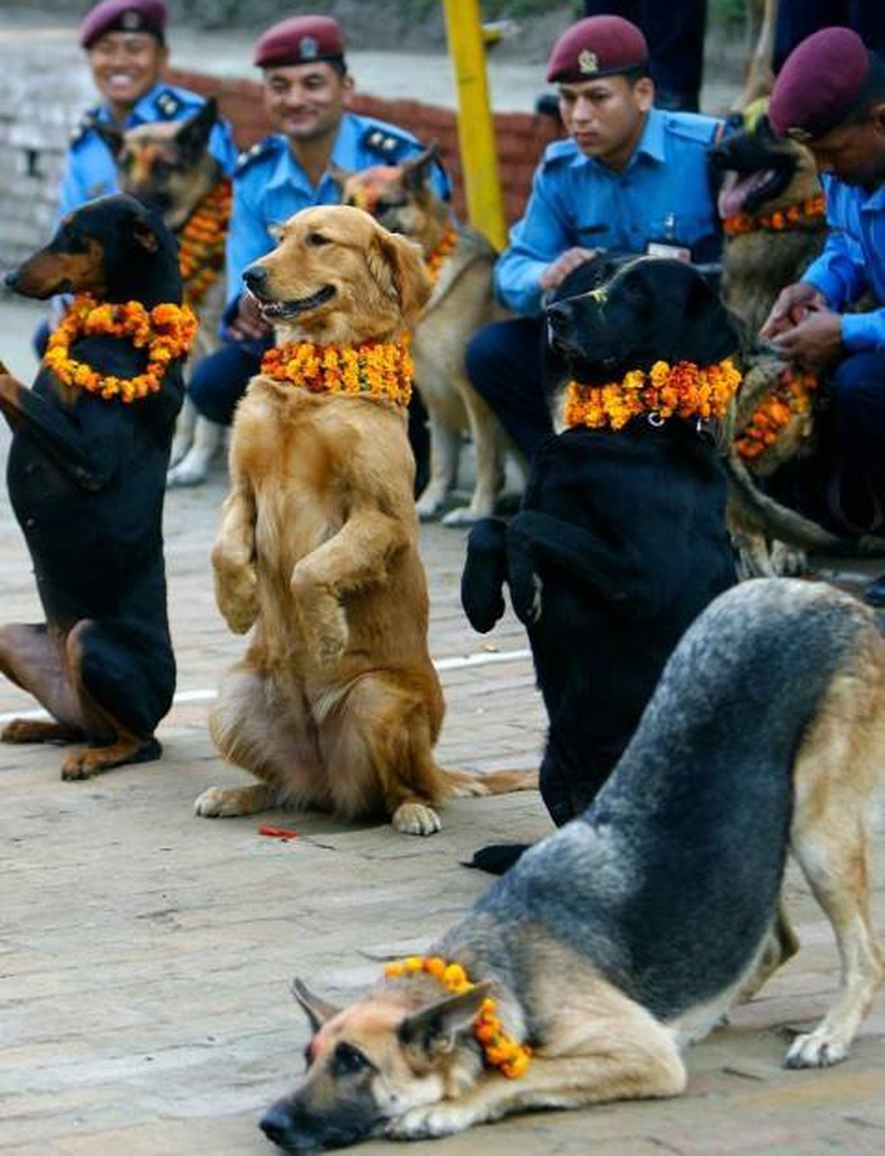 Além dos cães, bichos como corvos, vacas e bois também são adorados e, no último dia, celebra-se o dom da vida e a honra às divindades hindus — Foto: Twitter/ @atr_ahre/ Reprodução