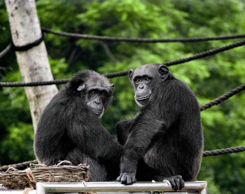 Uma foto de um macaco chimpanzé com boca e nariz