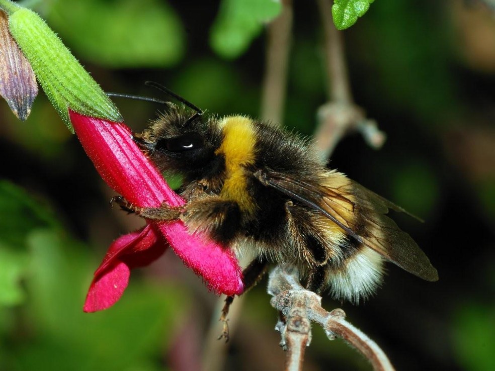 As mamangaba (ou zangões) são abelhas do gênero Bombus que incluem numerosas espécies — Foto: ( Wikipedia/ Alvesgaspar/ Wikimedia Commons)
