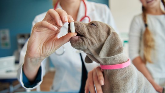 Pode dar remédio de humano para o pet? Veterinários alertam para os riscos