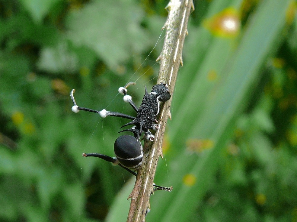 Nas formigas, o objetivo do fungo nem sempre é transformá-las em “zumbis”, embora a infecção seja letal — Foto: Bernard DUPONT/ Wikimedia Commons