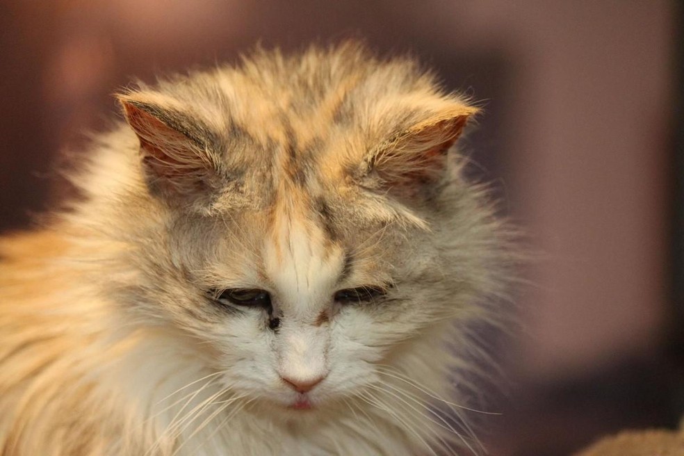 A panleucopenia felina é uma doença viral que acomete somente os gatos — Foto: ( Flickr/ Robert Kay/ CreativeCommons)