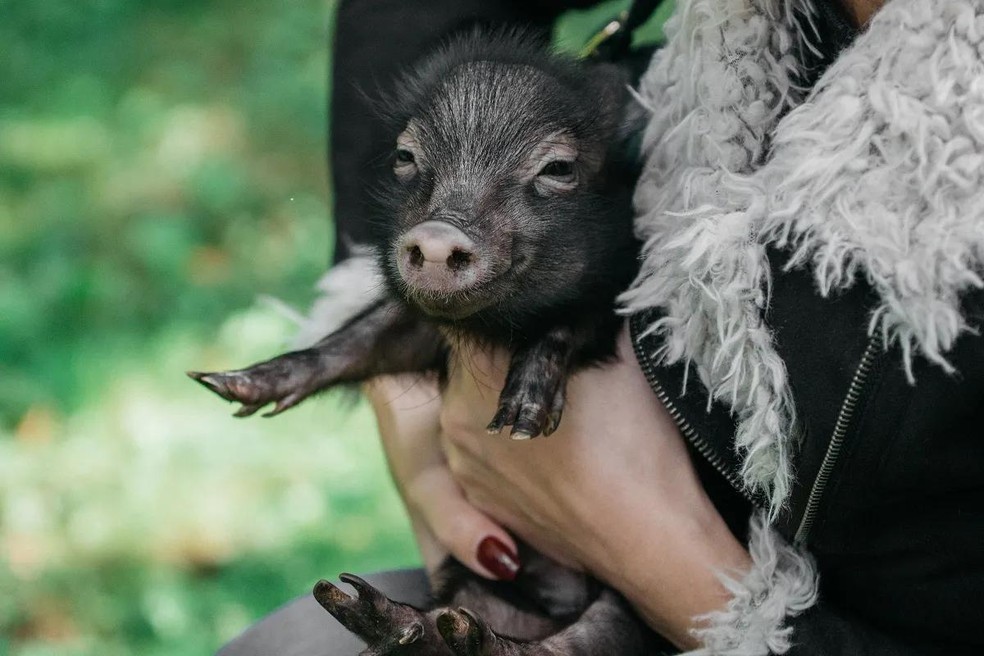 Os mini pigs são animais que pesam entram 50 kg e 80 kg — Foto: ( Pexels/ Alexandra Novitskaya/ CreativeCommons)