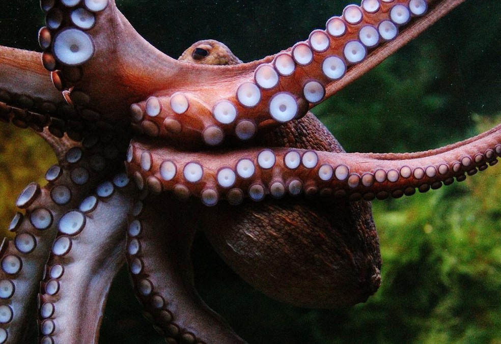 Doutor Octopus – Wikipédia, a enciclopédia livre