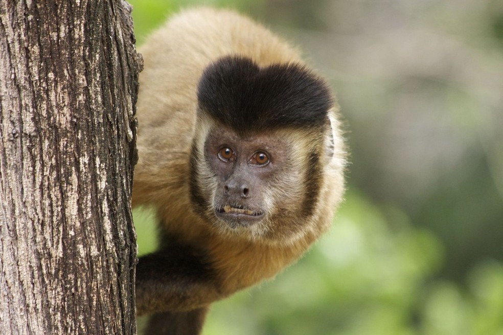 Macaco-prego – Sapajus libidinosus — Foto: Tiago Falótico/ Wikimedia Commons/ Creative Commons