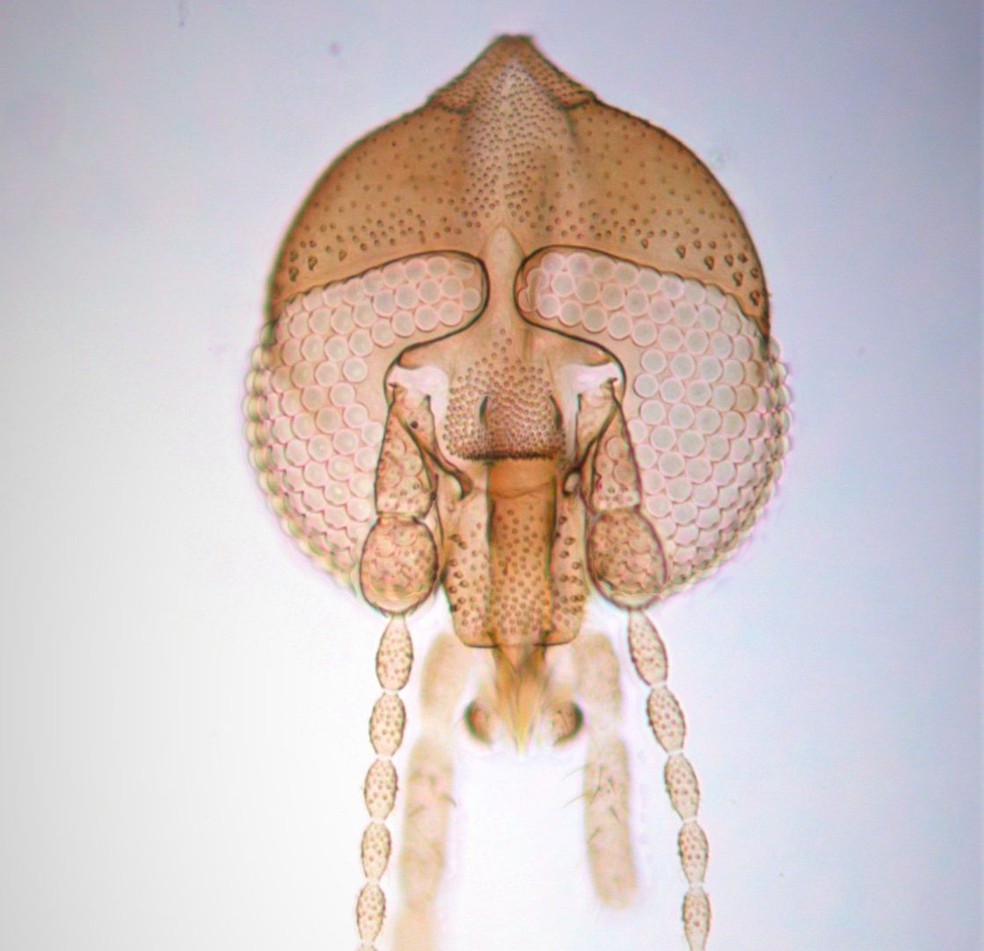 Imagem do Arisemus sinuosus em microscópio — Foto: Danilo Cordeiro/ Divulgação