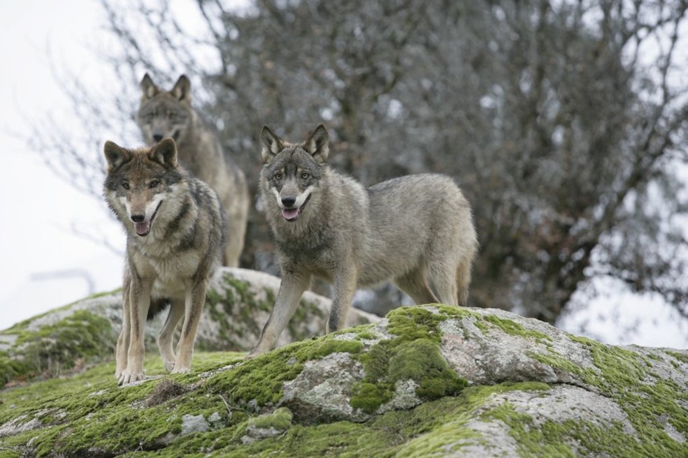 Lobo ibérico – Canis lupus signatus — Foto: Ingolll/ Wikimedia Commons/ CreativeCommons