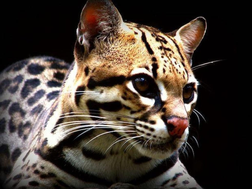 Leopardus wiedii — Foto: ( Mizunoryu/ Wikimedia Commons/ CreativeCommons)