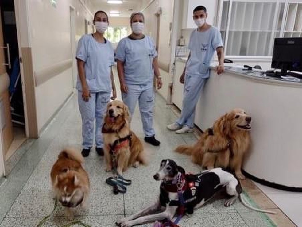 Uma modalidade das intervenções assistidas por animais é a atividade assistida por animais, que inclui visitas em hospitais — Foto: ( Patas Therapeutas/ Arquivo pessoal)