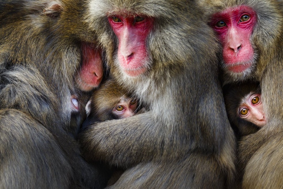 Hidetoshi Ogata, Japão – Os macacos-japoneses da Ilha Awaji, no Japão, ficam amontoados em grupos que às vezes chegam a mais de trinta. Em outros lugares, esses 'abraços' costumam ser formados por poucos animais, raramente mais de dez. Carícias e cuidados estão entre as várias razões possíveis para esse comportamento. Ele começa com a mãe e o bebê abraçados. Outras fêmeas e machos jovens se juntam a eles. Esta foto captura um raro momento durante a estação de lactação, quando três pares de macacos se amontoam após a limpeza. A maioria dos macacos Awaji não é agressiva e, quando estão criando seus bebês, as mães criam comunidades que não têm hierarquias sociais — Foto: Hidetoshi Ogata/ WNPA/ Divulgação