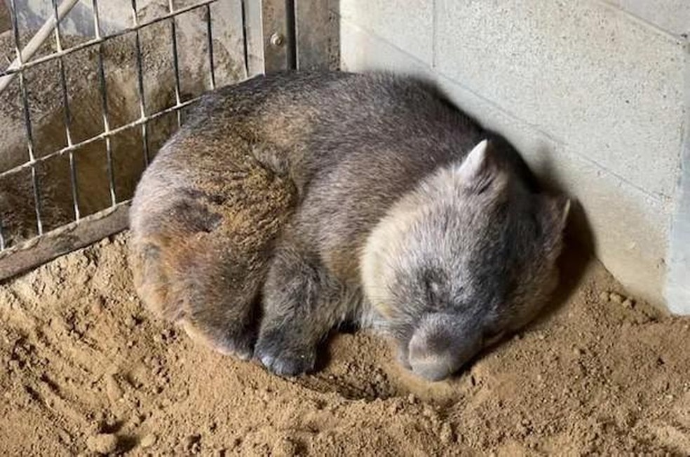 Wain dormindo em sua jaula no zoológico — Foto: ( GWR/ Reprodução)