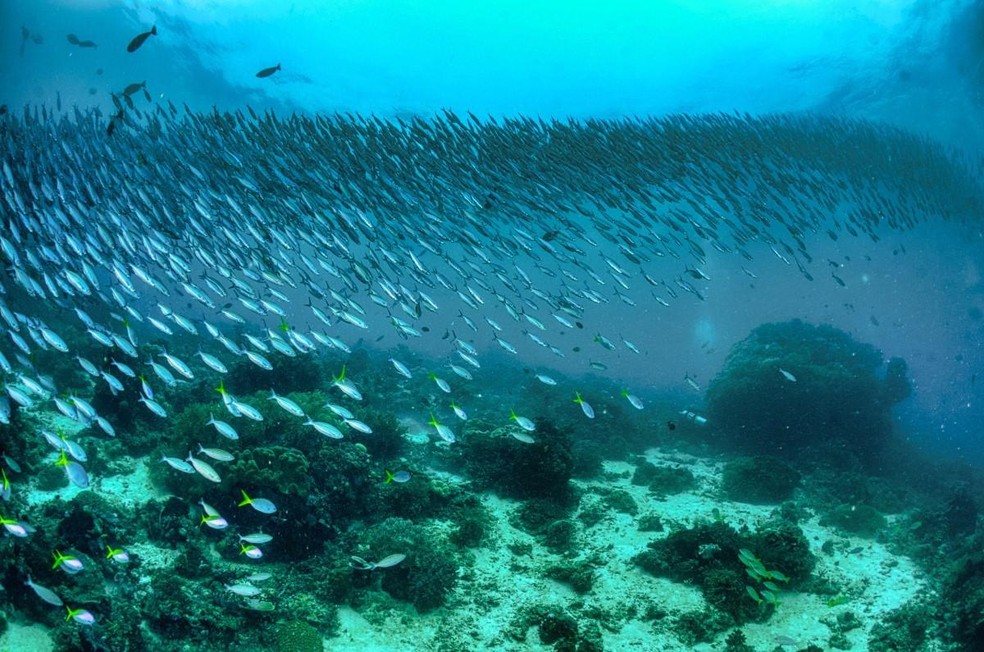 O movimento que os peixes fazem durante a desova pode ajudar na oxigenação e circulação de nutrientes nos mares — Foto: ( Pexels/ Tom Fisk/ CreativeCommons)