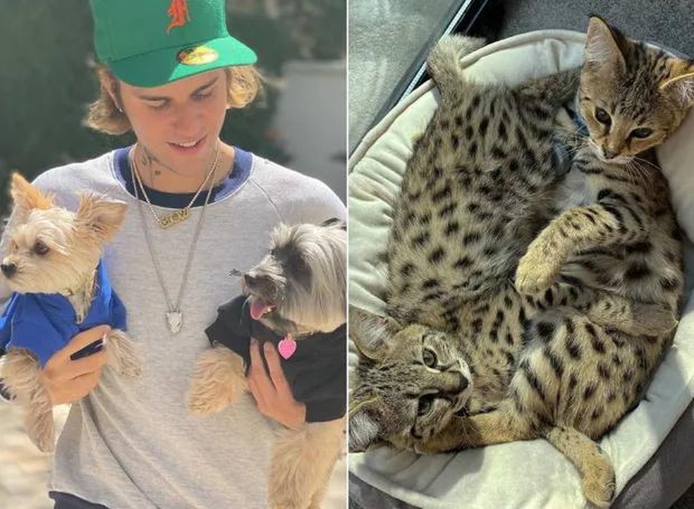Justin Bieber é tutor de dois cachorros e dois gatos — Foto: ( Instagram/ @justinbieber @kittysushiandtuna/ Reprodução)