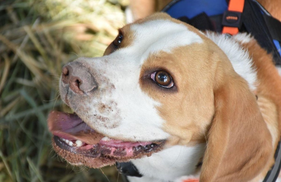 Cães da raça beagle são ótimos farejadores — Foto: ( Luís Galvão Peres/ Arquivo pessoal)