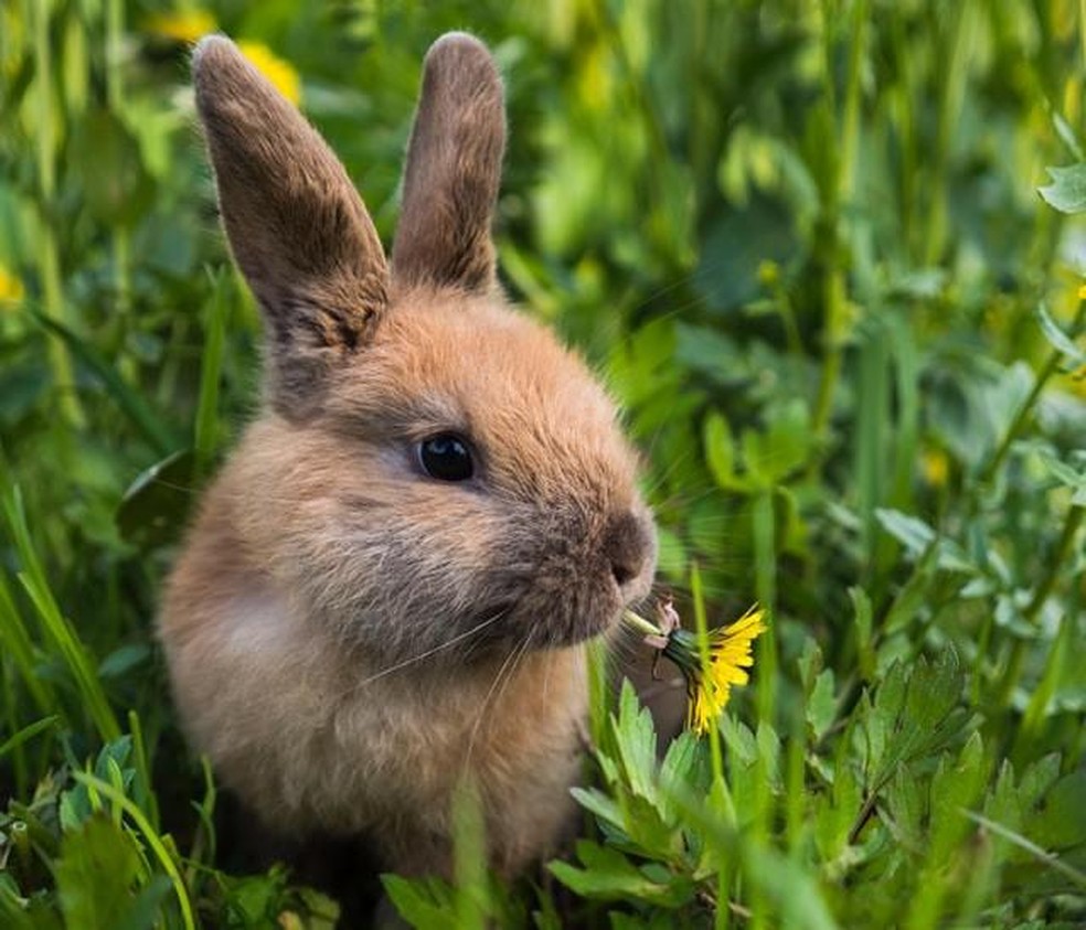 O coelho é um símbolo de fertilidade — Foto: ( Unsplash/ Степан Галагаев/ CreativeCommons)
