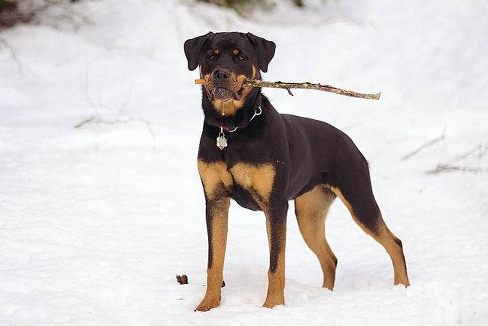 Cachorro bravo: 10 raças consideradas perigosas, Cachorros