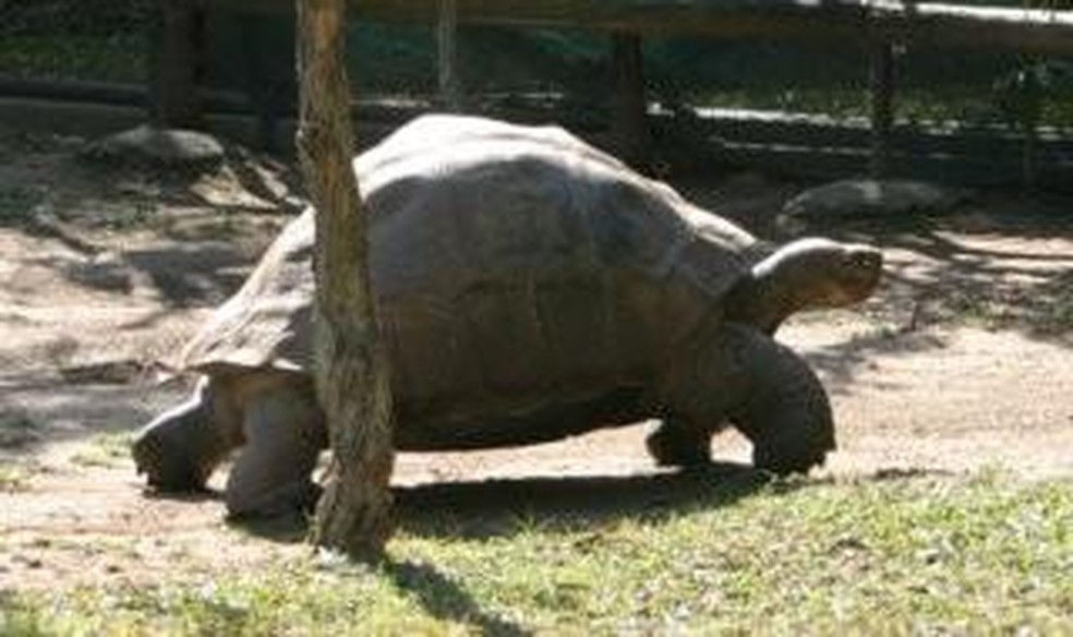 A tartaruga de Galápago Harriet, que faleceu com aproximadamente 175 anos — Foto: ( Domínio Público/ WikimediaCommons)